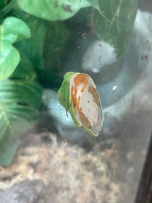 Cute tree frog asleep