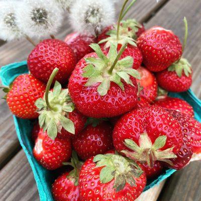 Strawberry picking season!