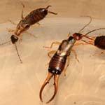 Pest Exterminators Houston Texas