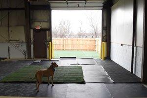 1 of 5 daycare play areas, this indoor/outdoor area is sure to give your dog the room they need for exercise!