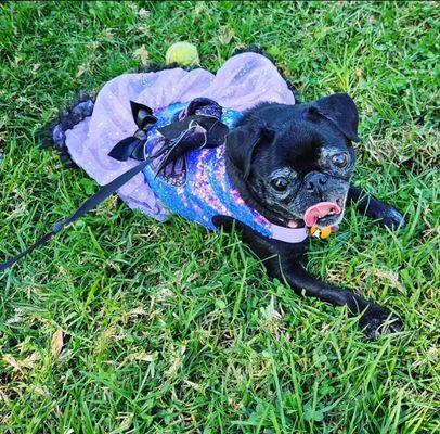 My girl enjoying the cool grass