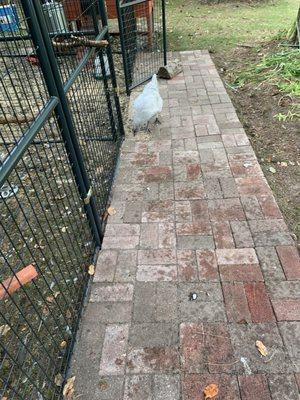 Chickens and the chicken coop.