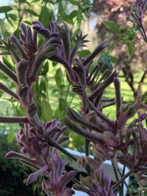 Kangaroo Paw