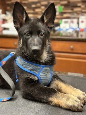 German Shepherd (3 months)