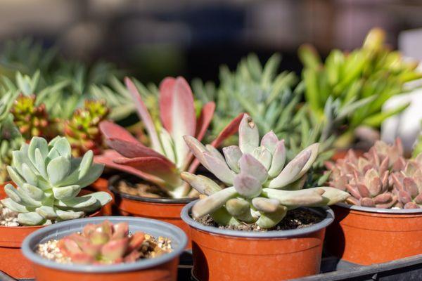 So many succulent at our outdoor market