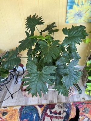 A small Split-leaf Philodendron purchase is now a large, happy one.