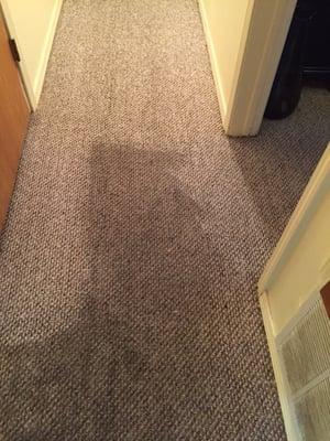 Carpet and Wood floors clean test