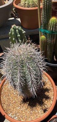 Saguaro Cactus