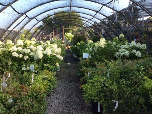 Nursery stock