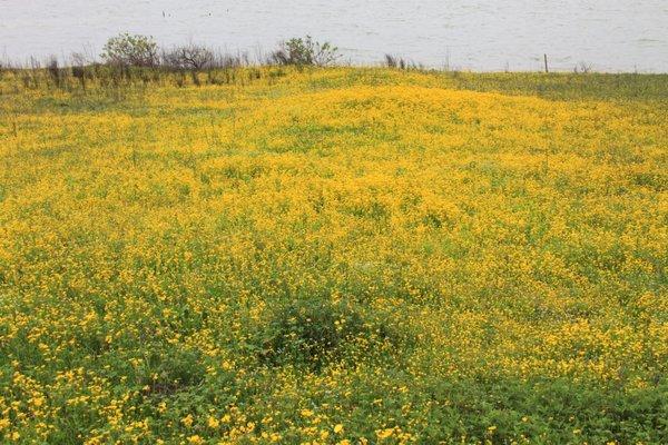 Flower field