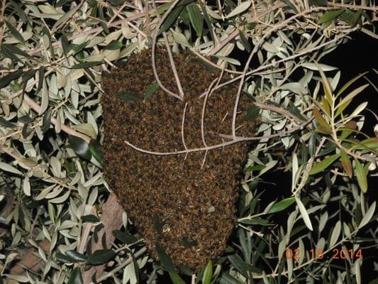 Swarm of bees on tree in parking lot of a sports center.  Bees were save and relocated.