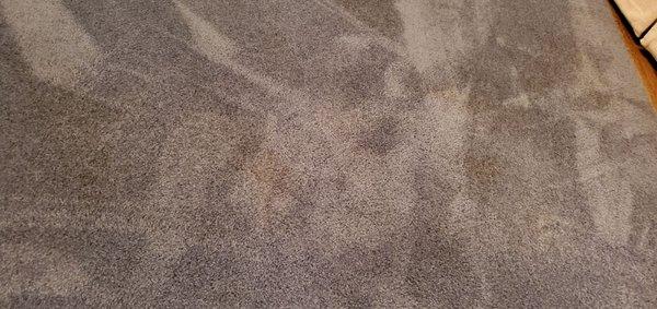 Many brown stains left in my carpet