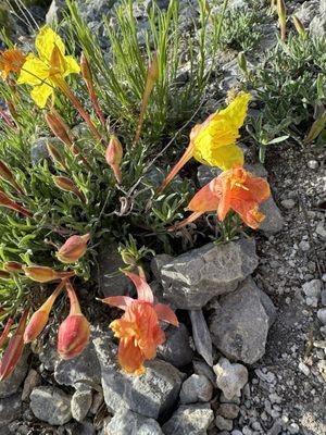 Evening primrose