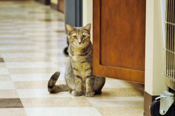 Foxy, our clinic cat, can usually be found nesting in various cupboards and cabinets.