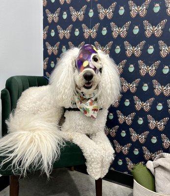 Wernerthe1eyedwonderdog