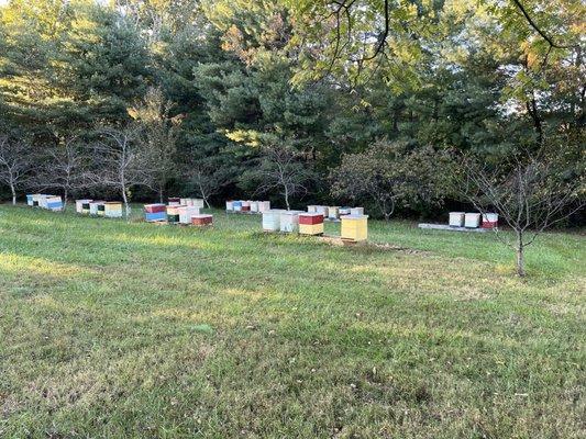 Lovely beehives