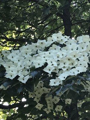 Kousa dogwood in bloom. Late May