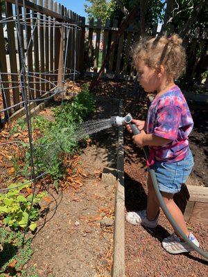 Watering our tomatoes