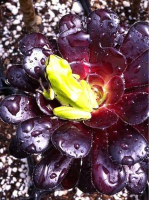 Frog on succulent (Aeonium)