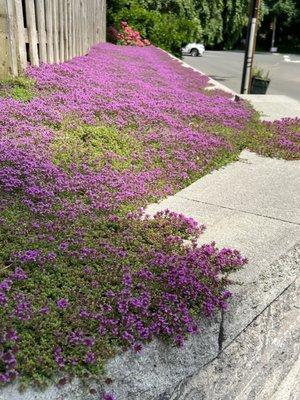 Purple Creeping Thyme coming into bloom over the 2022 Retaining wall