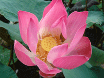 Sacred Lotus Acupuncture