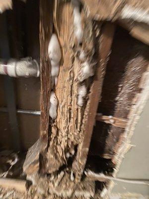 Termite damage