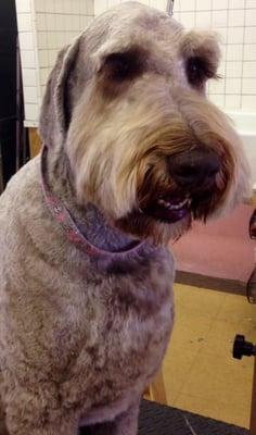 A Golden Doodle, Barkis, in a Schnauzer clip.