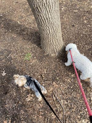 Sunday stroll with these two