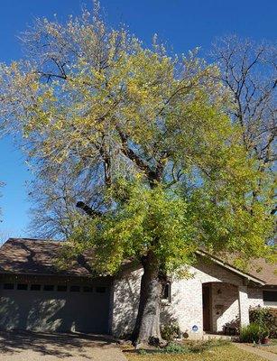 Ash tree before being trimmed