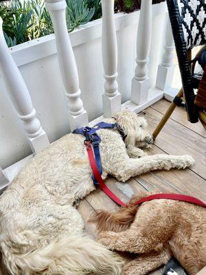 Pup Friendly Patio