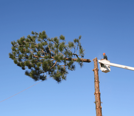 Chopping off the top of this large Pine Tree to protect the home below it! Sometimes they just have to go!