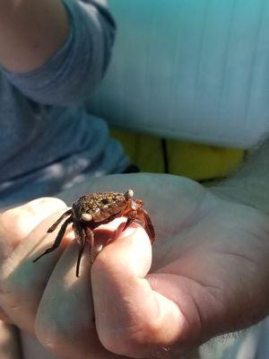 A mangrove is supported by many creatures like this crab.