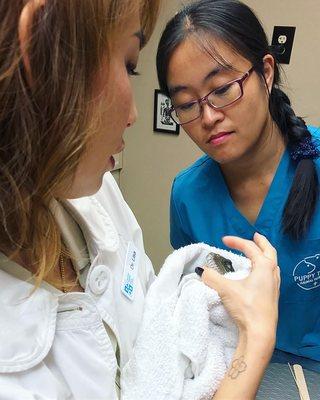 Dr. Lisa carefully examining Babadook's supposed mouth rot and treated him right away. He is a healthy happy dragon now!