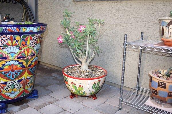 The plant is from Lowe's, pot from Pottery Fiesta.