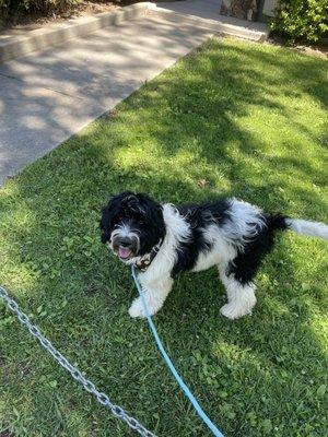 Juneau, bernedoodle BEFORE