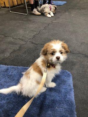 Winstons first day at Puppy Foundation class!