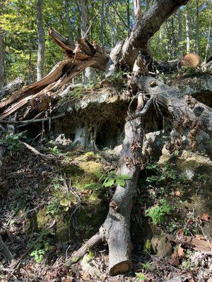 More karst formations and downed trees