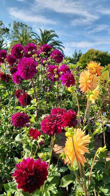 Sloat Garden Center