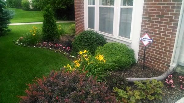 Weed free yard from Go Green Lawn Service. Jonas&Mike have done our lawn fertilizing &weed control for over 15 years - thrilled!