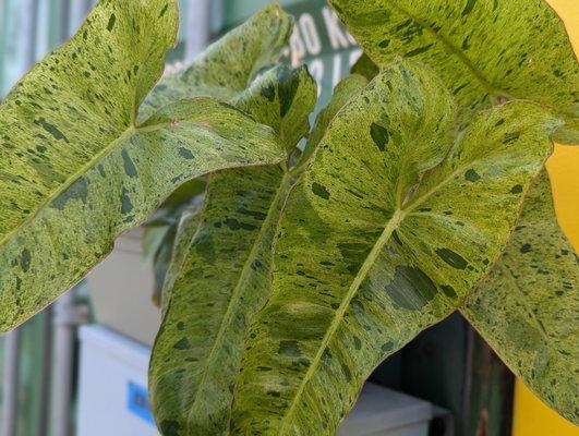 Summer leaves of Paraiso Verde