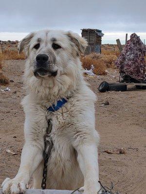 This is Max our livestock guard dog he is one year three months now in this picture 10 months he likes to guard  50 acres near the lake ! !