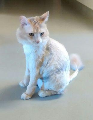 Office cat with her spring/summer hair cut.