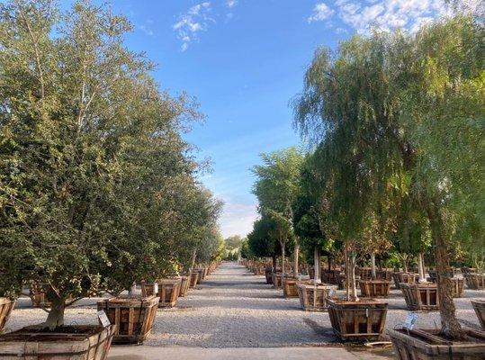 Moon Valley Nurseries Santa Rosa, CA - Big Shade Trees