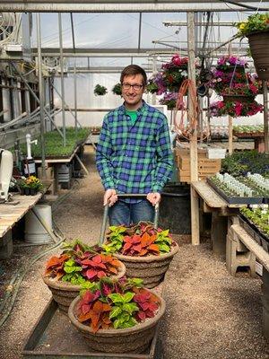 Sargent's Nursery Coleus Bowls