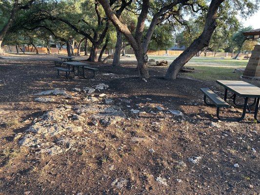 Picnic tables under the oaks