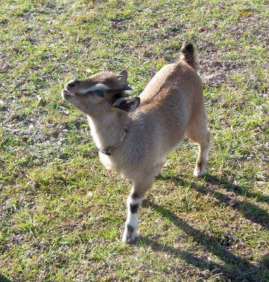 Florida Rescue Farm