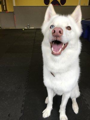 Apollo here for a boarding stay. Such a playful guy!