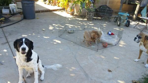 Bonnie being a good girl and waching Bella and Karma play in the x-pen (exercise pen) :)