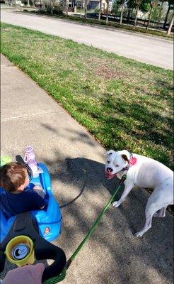 So thankful for Kris with Canine Moxy! We can go on family walks now!