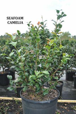 Camellias